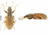 Sitona lineatus